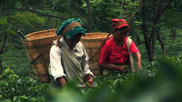 Darjeeling01
